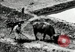 Image of Korean farmer with his bull makes way to home Korea, 1936, second 23 stock footage video 65675028848