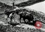 Image of Korean farmer with his bull makes way to home Korea, 1936, second 24 stock footage video 65675028848