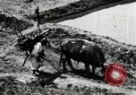 Image of Korean farmer with his bull makes way to home Korea, 1936, second 25 stock footage video 65675028848