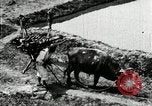 Image of Korean farmer with his bull makes way to home Korea, 1936, second 26 stock footage video 65675028848