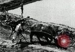 Image of Korean farmer with his bull makes way to home Korea, 1936, second 27 stock footage video 65675028848