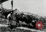 Image of Korean farmer with his bull makes way to home Korea, 1936, second 28 stock footage video 65675028848