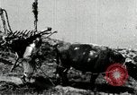 Image of Korean farmer with his bull makes way to home Korea, 1936, second 30 stock footage video 65675028848