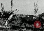 Image of Korean farmer with his bull makes way to home Korea, 1936, second 31 stock footage video 65675028848