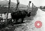 Image of Korean farmer with his bull makes way to home Korea, 1936, second 34 stock footage video 65675028848