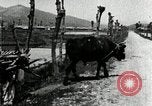 Image of Korean farmer with his bull makes way to home Korea, 1936, second 35 stock footage video 65675028848