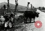 Image of Korean farmer with his bull makes way to home Korea, 1936, second 36 stock footage video 65675028848