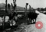 Image of Korean farmer with his bull makes way to home Korea, 1936, second 37 stock footage video 65675028848