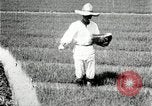 Image of Korean farmers plant seedlings Korea, 1936, second 10 stock footage video 65675028849
