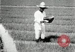Image of Korean farmers plant seedlings Korea, 1936, second 12 stock footage video 65675028849