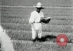 Image of Korean farmers plant seedlings Korea, 1936, second 15 stock footage video 65675028849