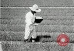 Image of Korean farmers plant seedlings Korea, 1936, second 17 stock footage video 65675028849