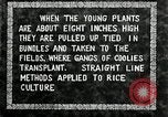 Image of Korean farmers plant seedlings Korea, 1936, second 24 stock footage video 65675028849