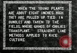 Image of Korean farmers plant seedlings Korea, 1936, second 30 stock footage video 65675028849