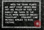 Image of Korean farmers plant seedlings Korea, 1936, second 36 stock footage video 65675028849