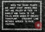Image of Korean farmers plant seedlings Korea, 1936, second 38 stock footage video 65675028849