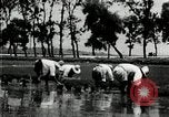 Image of Korean farmers plant seedlings Korea, 1936, second 39 stock footage video 65675028849