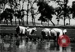 Image of Korean farmers plant seedlings Korea, 1936, second 40 stock footage video 65675028849