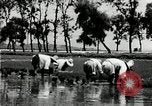 Image of Korean farmers plant seedlings Korea, 1936, second 41 stock footage video 65675028849