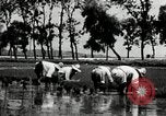 Image of Korean farmers plant seedlings Korea, 1936, second 42 stock footage video 65675028849