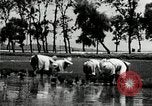 Image of Korean farmers plant seedlings Korea, 1936, second 43 stock footage video 65675028849