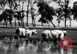 Image of Korean farmers plant seedlings Korea, 1936, second 44 stock footage video 65675028849