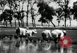 Image of Korean farmers plant seedlings Korea, 1936, second 45 stock footage video 65675028849