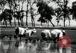 Image of Korean farmers plant seedlings Korea, 1936, second 46 stock footage video 65675028849