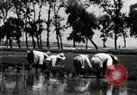 Image of Korean farmers plant seedlings Korea, 1936, second 47 stock footage video 65675028849