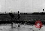Image of Korean farmers plant seedlings Korea, 1936, second 59 stock footage video 65675028849