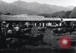 Image of Korean farmers at a bull's market Korea, 1936, second 11 stock footage video 65675028855