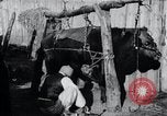 Standbild koreanischen Bauern Nägel Stahl Schuhe zu seiner Bulle Korea, 1936, aus Sekunde 9 historischem Filmmaterial Videoclip 65675028856