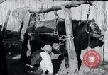 Standbild koreanischen Bauern Nägel Stahl Schuhe zu seiner Bulle Korea, 1936, aus Sekunde 10 historischem Filmmaterial Videoclip 65675028856
