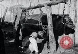 Standbild koreanischen Bauern Nägel Stahl Schuhe zu seiner Bulle Korea, 1936, aus Sekunde 11 historischem Filmmaterial Videoclip 65675028856