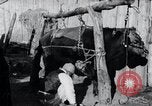 Standbild koreanischen Bauern Nägel Stahl Schuhe zu seiner Bulle Korea, 1936, aus Sekunde 12 historischem Filmmaterial Videoclip 65675028856