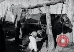 Standbild koreanischen Bauern Nägel Stahl Schuhe zu seiner Bulle Korea, 1936, aus Sekunde 13 historischem Filmmaterial Videoclip 65675028856