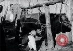 Standbild koreanischen Bauern Nägel Stahl Schuhe zu seiner Bulle Korea, 1936, aus Sekunde 14 historischem Filmmaterial Videoclip 65675028856