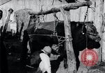 Standbild koreanischen Bauern Nägel Stahl Schuhe zu seiner Bulle Korea, 1936, aus Sekunde 15 historischem Filmmaterial Videoclip 65675028856