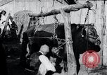 Standbild koreanischen Bauern Nägel Stahl Schuhe zu seiner Bulle Korea, 1936, aus Sekunde 16 historischem Filmmaterial Videoclip 65675028856