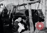 Standbild koreanischen Bauern Nägel Stahl Schuhe zu seiner Bulle Korea, 1936, aus Sekunde 17 historischem Filmmaterial Videoclip 65675028856