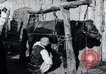 Standbild koreanischen Bauern Nägel Stahl Schuhe zu seiner Bulle Korea, 1936, aus Sekunde 19 historischem Filmmaterial Videoclip 65675028856