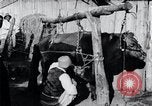 Standbild koreanischen Bauern Nägel Stahl Schuhe zu seiner Bulle Korea, 1936, aus Sekunde 20 historischem Filmmaterial Videoclip 65675028856