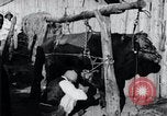 Standbild koreanischen Bauern Nägel Stahl Schuhe zu seiner Bulle Korea, 1936, aus Sekunde 22 historischem Filmmaterial Videoclip 65675028856