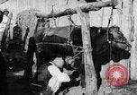 Standbild koreanischen Bauern Nägel Stahl Schuhe zu seiner Bulle Korea, 1936, aus Sekunde 23 historischem Filmmaterial Videoclip 65675028856