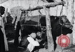 Standbild koreanischen Bauern Nägel Stahl Schuhe zu seiner Bulle Korea, 1936, aus Sekunde 24 historischem Filmmaterial Videoclip 65675028856