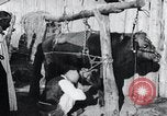 Standbild koreanischen Bauern Nägel Stahl Schuhe zu seiner Bulle Korea, 1936, aus Sekunde 25 historischem Filmmaterial Videoclip 65675028856