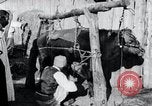 Standbild koreanischen Bauern Nägel Stahl Schuhe zu seiner Bulle Korea, 1936, aus Sekunde 26 historischem Filmmaterial Videoclip 65675028856