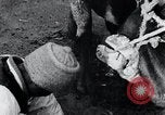 Standbild koreanischen Bauern Nägel Stahl Schuhe zu seiner Bulle Korea, 1936, aus Sekunde 40 historischem Filmmaterial Videoclip 65675028856