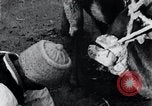 Standbild koreanischen Bauern Nägel Stahl Schuhe zu seiner Bulle Korea, 1936, aus Sekunde 41 historischem Filmmaterial Videoclip 65675028856