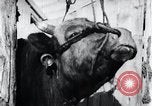 Standbild koreanischen Bauern Nägel Stahl Schuhe zu seiner Bulle Korea, 1936, aus Sekunde 55 historischem Filmmaterial Videoclip 65675028856